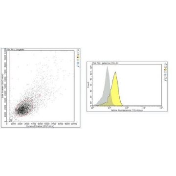 Anti-CSB (ERCC6) Antibody, clone ICSB-3H8，100UG，MABE1831-100UG，Sigma