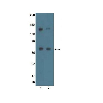 Anti-ALK7 Antibody，200UL，09-158，Sigma