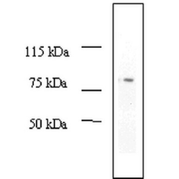 Anti-MDM2 (Ab-2) Mouse mAb (2A10)，100UG，OP115-100UGCN，Sigma