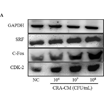 Anti-c-Fos Antibody，500UG，AB1584，Sigma