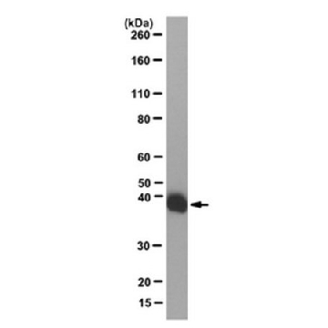 Anti-LacI Antibody, clone 9A5，200UL，05-503-I，Sigma