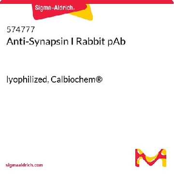 兔抗突触素I多克隆抗体，10UG，574777-10UGCN，Sigma