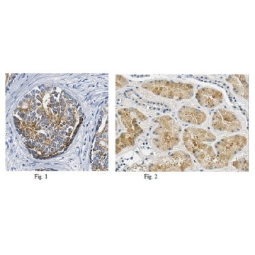 Anti-AMACR Antibody, clone 2A10F3，100UL，MABC677，Sigma