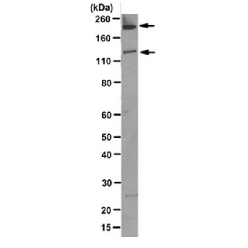 Anti-Abl (c-, v-, Bcr-) Antibody, clone 24-21，100UG，MABT203，Sigma
