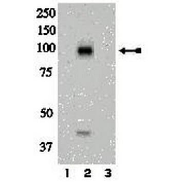 Anti-phospho-IR (Tyr972) Antibody，100UL，07-838，Sigma