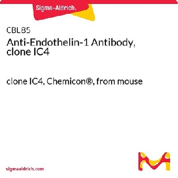 Anti-Endothelin-1 Antibody, clone IC4，1MG，CBL85，Sigma