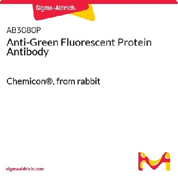 Anti-Green Fluorescent Protein Antibody，50UG，AB3080P，Sigma