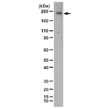 Anti-KDR/Flk-1/VEGFR2 Antibody，100UG，07-716-I，Sigma