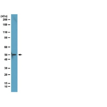 Anti-EED Antibody, clone AA19，100UG，05-1320，Sigma
