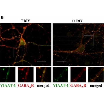 抗GABA A受体β2，3链抗体，克隆BD17，100UG，MAB341，Sigma