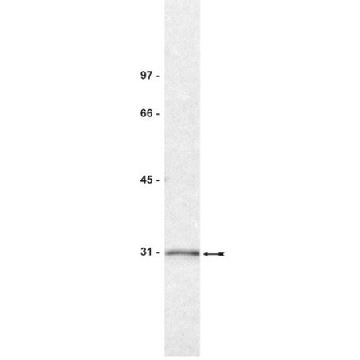 Anti-14-3-3σ Antibody, clone CS112-2A8，200UG，05-632，Sigma