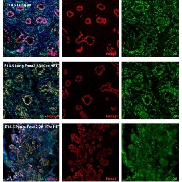 Anti-T2A Antibody, clone 5E6，100UG，MABE1923-100UG，Sigma