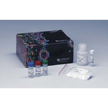 ApopTag过氧化物酶原位凋亡检测试剂盒，40ASSAYS，S7100，Sigma