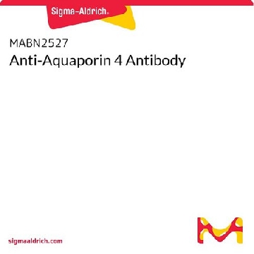 Anti-Aquaporin 4 Antibody，100UG，MABN2527-100UG，Sigma