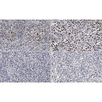 Anti-phospho-CREB (Ser133) Antibody, clone 10E9，100UG，05-667，Sigma