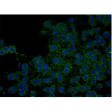 Anti-NG2 Chondroitin Sulfate Proteoglycan, Biotin Conjugate Antibody，100UL，AB5320B，Sigma