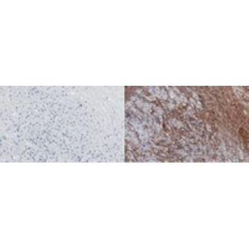 Anti-Fibrin Antibody，25UG，MABS2155-25UG，Sigma