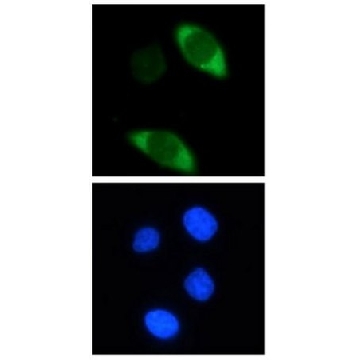 抗-Cas9抗体，克隆7A9，100UG，MAC133，Sigma