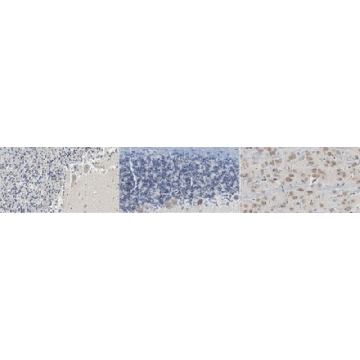 Anti-PSD95 Antibody, clone 3H4.3，100UG，MABN1194，Sigma