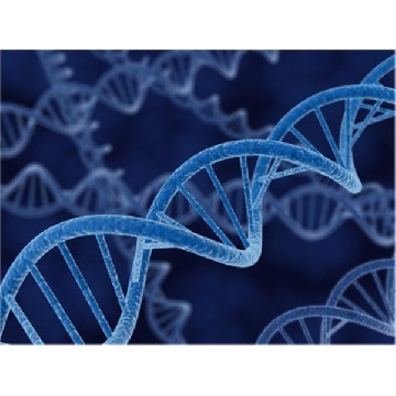pLysS DNA - Novagen，1UG，69659-3CN，Sigma