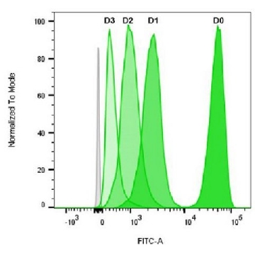 BioTracker 488 绿色CSFE细胞增殖试剂盒，1KIT，SCT110，Sigma