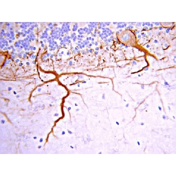 抗神经丝M（145 kDa）抗体，CT，50UL，AB1987，Sigma