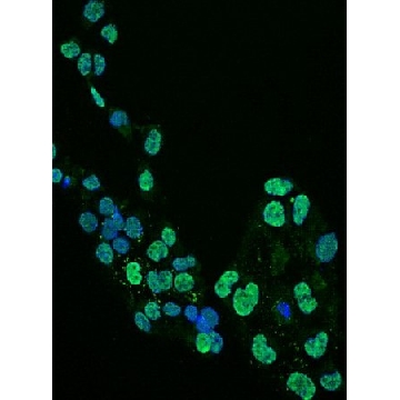 抗-Olig2抗体，克隆211F1.1，Alexa Fluor™488结合物｜MABN50A4，100UL，MABN50A4，Sigma
