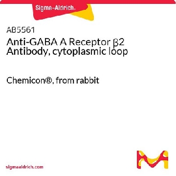抗-GABA A受体β2抗体，细胞质环，100UL，AB5561，Sigma