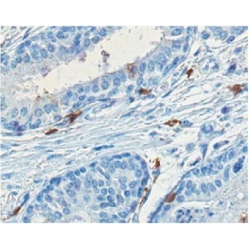 抗-GD1a神经节苷脂抗体，克隆GD1a-1（不含叠氮化物），100UG，MAB5606Z，Sigma