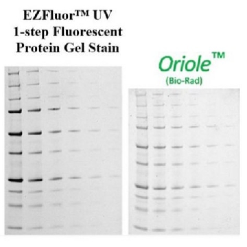 EZFluor™ UV 1-step Fluorescent Protein Gel Stain (1L)，1L，SCT147-1L，密理博