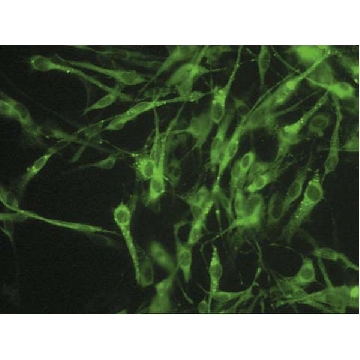 Anti-Connexin 45 Antibody, near CT, cytoplasmic, clone 8A11.2 (Ascites Free)，100UG，MAB3100-C，Sigma
