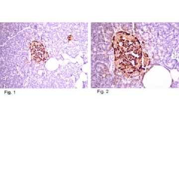 Anti-Pro-Insulin C-Peptide Antibody, clone C-PEP-01，1MG，05-1109，Sigma