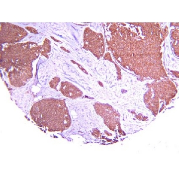 抗缺氧诱导因子1 α 抗体，克隆 H1α67，25UG，MAB5382-25UG，Sigma