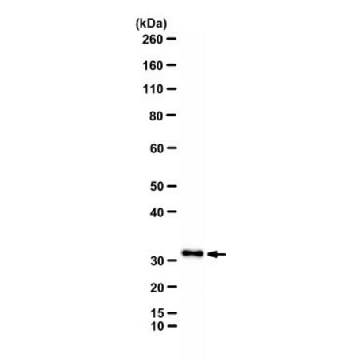 Anti-LINE1 ORF2 Antibody, clone 1G4E11，25UL，MABE1987-25UL，Sigma