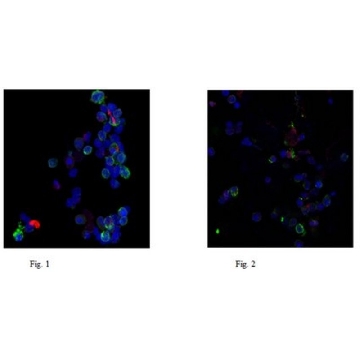 Anti-Neutrophil Elastase Antibody, clone AHN-10，100UG，MABS461，Sigma