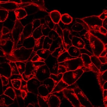 BioTracker 555橙色细胞质膜染料，1ML，SCT107，Sigma