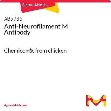 Anti-Neurofilament M Antibody，50UL，AB5735，Sigma