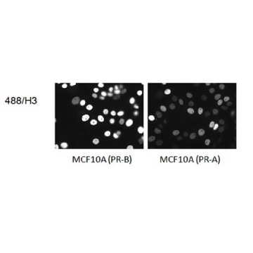 Anti-Progesterone Receptor A/B Antibody, clone 488/H3，100UG，MABS1235，Sigma