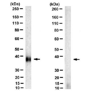 抗-MT-ND4抗体，克隆9E4-2D8，25UG，MABS1994-25UG，Sigma