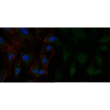 Anti-Partitioning-defective 3 Antibody, Alexa Fluor™ 488 Conjugate，100UL，07-330-AF488，Sigma