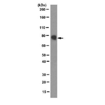 Anti-Ephrin-B2 Antibody，100UG，MABC127，Sigma
