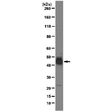 Anti-SRp55 Antibody, clone 9-1-56，100UG，MABE152，Sigma