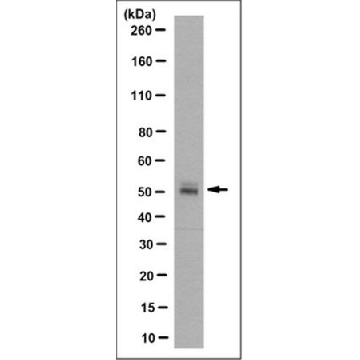 Anti-E3 ubiquitin-protein ligase CBL-C Antibody, clone 10F4.2，100UG，MABS1173，Sigma