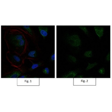 Anti-Sox9 Antibody, Alexa Fluor™ 488 conjugate，100UL，AB5535-AF488，Sigma