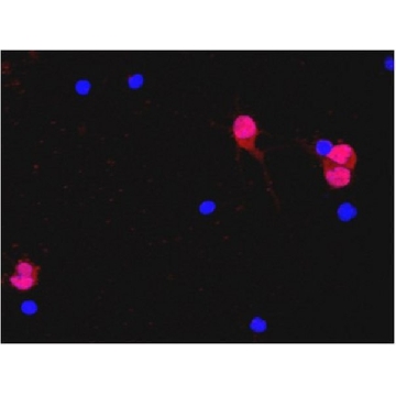 抗-NeuN抗体，克隆A60，Alexa Fluor™ 555结合物，100UL，MAB377A5，Sigma