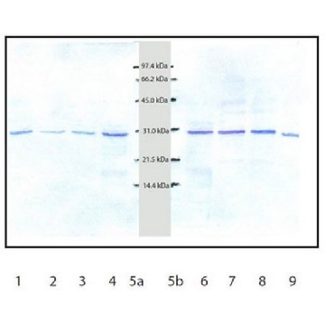 Anti-Cathepsin D Rabbit pAb，1ML，219361-1MLCN，Sigma