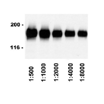 Rabbit Anti-Sheep IgG Antibody, HRP conjugate，500UG，12-342，Sigma