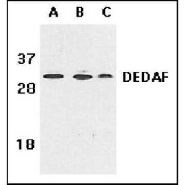 Anti-DEDAF Antibody，100UG，AB3637，Sigma