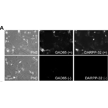 Anti-DARPP-32 Antibody，100UG，AB10518，Sigma
