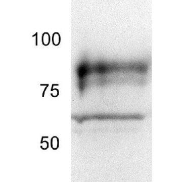 Anti-TORC2 (454-607) Rabbit pAb，50UL，ST1099-50ULCN，Sigma